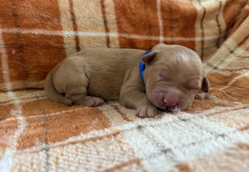 Dark blue – Golden Retriever puppy for sale in Rawlins, WY