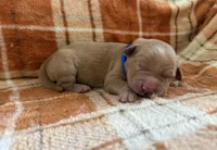 Dark blue, a male Golden Retriever for sale in Rawlins, WY – 1 of 2