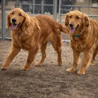 Golden, a  Golden Retriever for sale in Rawlins, WY – 3 of 8