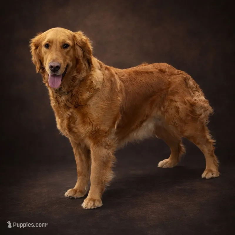 Golden – Golden Retriever puppy for sale in Rawlins, WY