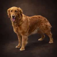 Golden, a  Golden Retriever for sale in Rawlins, WY – 1 of 8