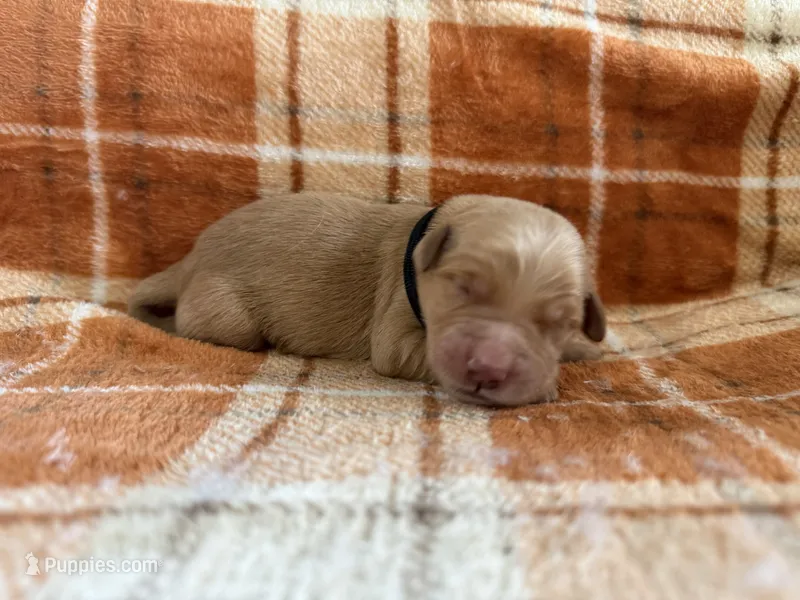 Black – Golden Retriever puppy for sale in Rawlins, WY