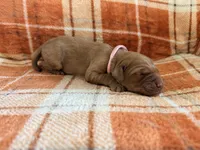 Pink, a female Golden Retriever for sale in Rawlins, WY – 2 of 2