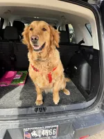 Golden, a  Golden Retriever for sale in Rawlins, WY – 6 of 8