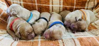 Dark blue, a male Golden Retriever for sale in Rawlins, WY – 2 of 2