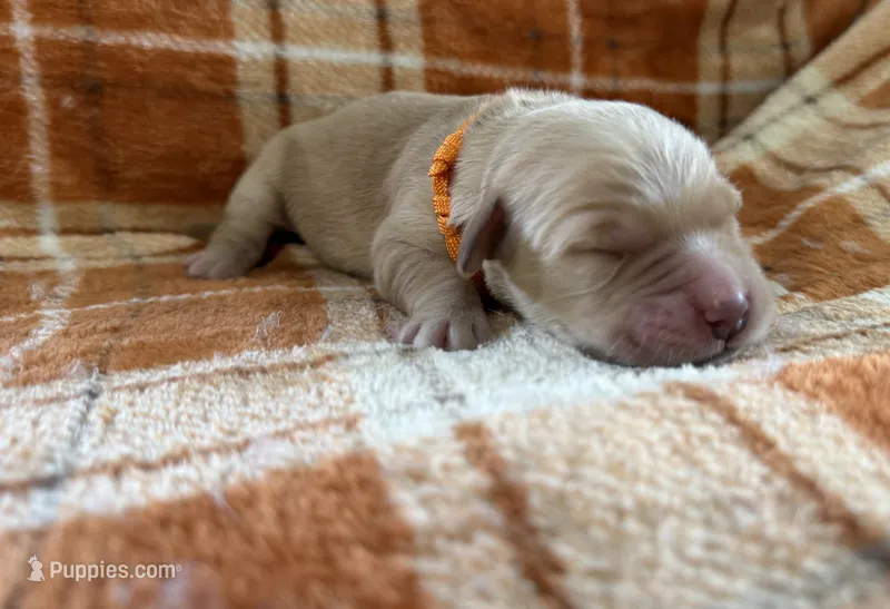 Orange – Golden Retriever puppy for sale in Rawlins, WY