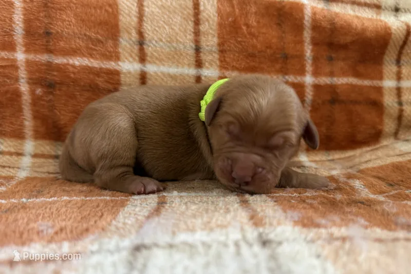 Green – Golden Retriever puppy for sale in Rawlins, WY