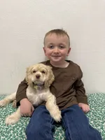 Poppi, a female Cocker Spaniel for sale in Rawlins, WY – 8 of 9