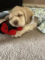 Poppi, a female Cocker Spaniel for sale in Rawlins, WY – 7 of 9
