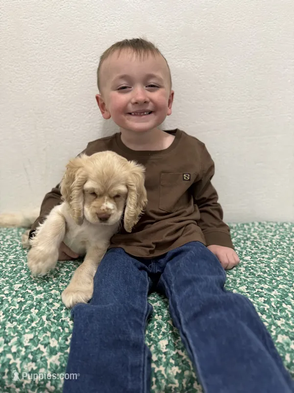 Poppi – Cocker Spaniel puppy for sale in Rawlins, WY