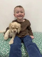 Poppi, a female Cocker Spaniel for sale in Rawlins, WY – 1 of 9