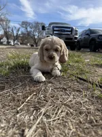 Poppi, a female Cocker Spaniel for sale in Rawlins, WY – 5 of 9