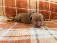 Grey, a female Golden Retriever for sale in Rawlins, WY – 2 of 2