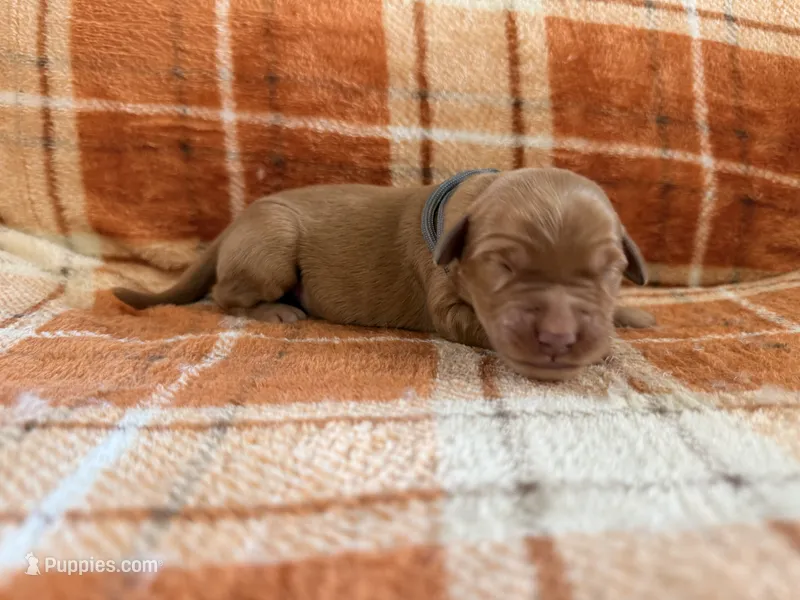 Grey – Golden Retriever puppy for sale in Rawlins, WY