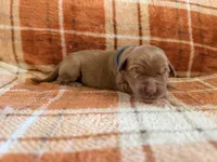 Grey, a female Golden Retriever for sale in Rawlins, WY – 1 of 2