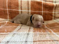 Black, a male Golden Retriever for sale in Rawlins, WY – 2 of 2