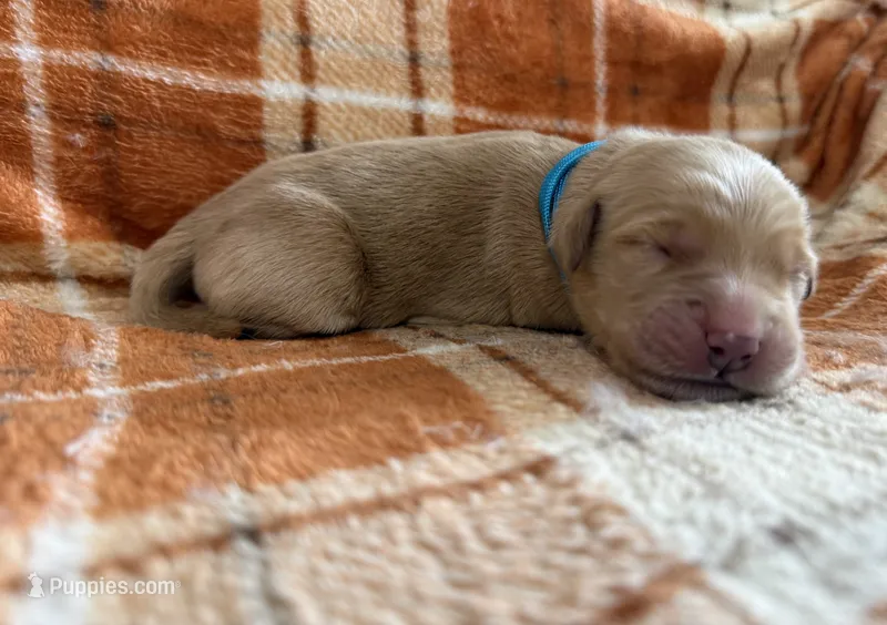Light blue – Golden Retriever puppy for sale in Rawlins, WY