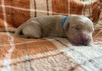 Light blue, a male Golden Retriever for sale in Rawlins, WY – 1 of 2