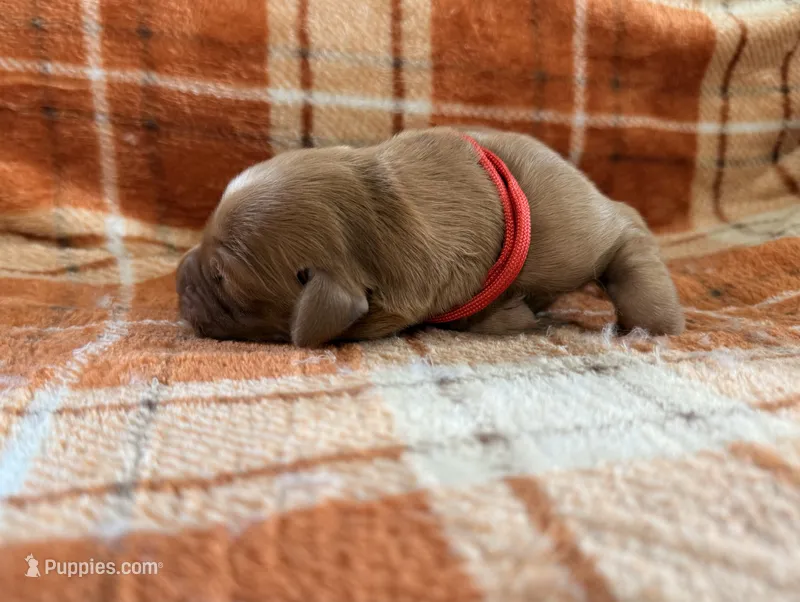 Red – Golden Retriever puppy for sale in Rawlins, WY