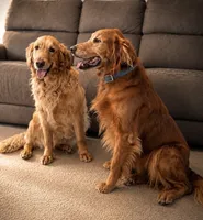 Golden, a  Golden Retriever for sale in Rawlins, WY – 5 of 8