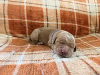 Purple, a female Golden Retriever for sale in Rawlins, WY – 1 of 1