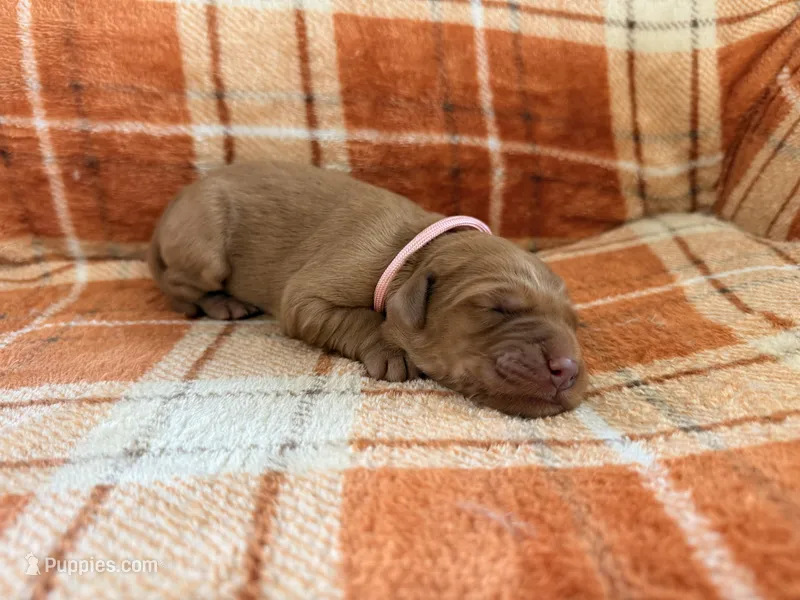 Pink – Golden Retriever puppy for sale in Rawlins, WY