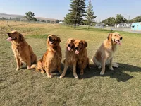 Golden, a  Golden Retriever for sale in Rawlins, WY – 4 of 8