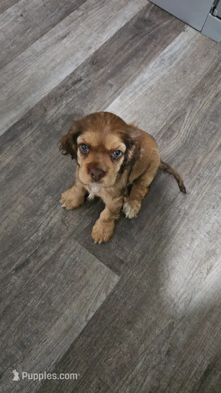 NUPI – Cocker Spaniel puppy for sale in Liberty, NC