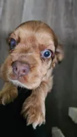 NUPI, a female Cocker Spaniel for sale in Liberty, NC – 2 of 3