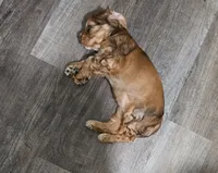 NUPI, a female Cocker Spaniel for sale in Liberty, NC – 3 of 3