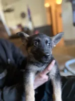 Hot Pink Collar Girl, a female German Shepherd Dog and Dutch Shepherd for sale in Huntsburg, OH – Photo 3 of 5