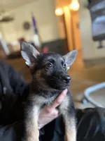 Hot Pink Collar Girl, a female German Shepherd Dog and Dutch Shepherd for sale in Huntsburg, OH – Photo 2 of 5