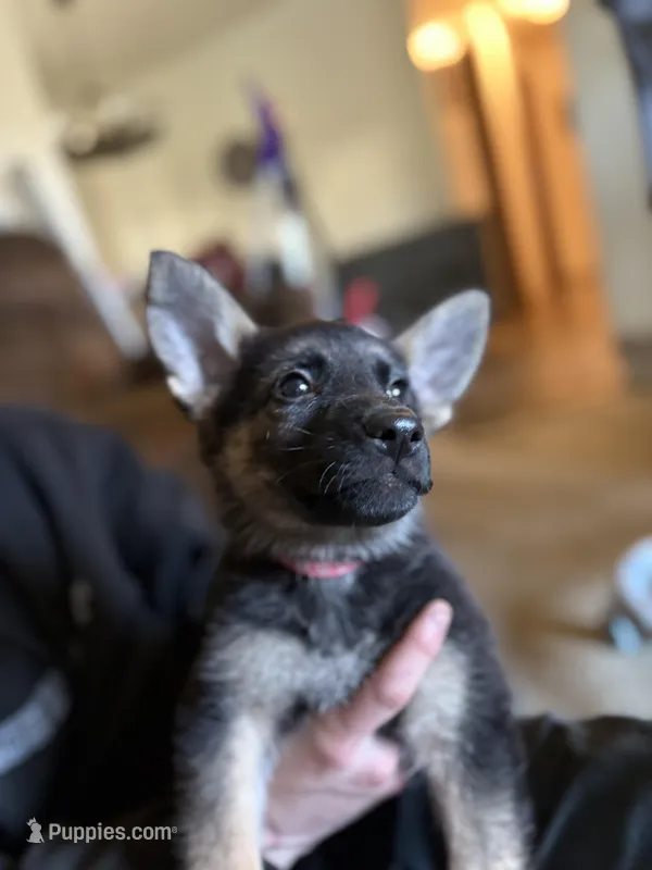 Hot Pink Collar Girl – German Shepherd Dog, Dutch Shepherd puppy for sale in Huntsburg, OH