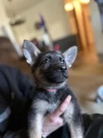 Hot Pink Collar Girl, a female German Shepherd Dog and Dutch Shepherd for sale in Huntsburg, OH – Photo 1 of 5