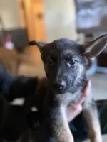 Hot Pink Collar Girl, a female German Shepherd Dog and Dutch Shepherd for sale in Huntsburg, OH – Photo 4 of 5