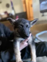 Hot Pink Collar Girl, a female German Shepherd Dog and Dutch Shepherd for sale in Huntsburg, OH – Photo 5 of 5
