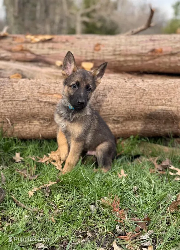 Light Blue Collar Boy – German Shepherd Dog, Dutch Shepherd puppy for sale in Huntsburg, OH