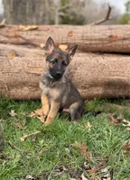 Light Blue Collar Boy, a male German Shepherd Dog and Dutch Shepherd for sale in Huntsburg, OH – Photo 1 of 2