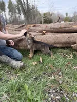 Light Blue Collar Boy, a male German Shepherd Dog and Dutch Shepherd for sale in Huntsburg, OH – Photo 2 of 2