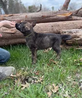 Green Collar Boy, a male German Shepherd Dog and Dutch Shepherd for sale in Huntsburg, OH – Photo 3 of 3