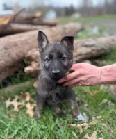Green Collar Boy, a male German Shepherd Dog and Dutch Shepherd for sale in Huntsburg, OH – Photo 1 of 3
