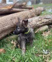 Green Collar Boy, a male German Shepherd Dog and Dutch Shepherd for sale in Huntsburg, OH – Photo 2 of 3