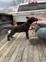 Blue Collar Boy, a male German Shepherd Dog and Dutch Shepherd for sale in Huntsburg, OH – Photo 4 of 4