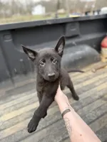 Blue Collar Boy, a male German Shepherd Dog and Dutch Shepherd for sale in Huntsburg, OH – Photo 2 of 4