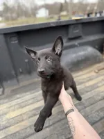 Blue Collar Boy, a male German Shepherd Dog and Dutch Shepherd for sale in Huntsburg, OH – Photo 3 of 4