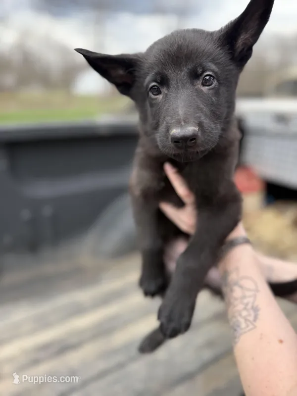 Blue Collar Boy – German Shepherd Dog, Dutch Shepherd puppy for sale in Huntsburg, OH