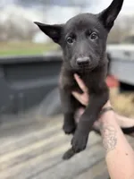 Blue Collar Boy, a male German Shepherd Dog and Dutch Shepherd for sale in Huntsburg, OH – Photo 1 of 4
