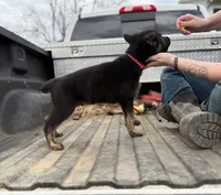 Red Collar Boy, a male German Shepherd Dog and Dutch Shepherd for sale in Huntsburg, OH – Photo 2 of 3