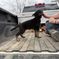 Red Collar Boy, a male German Shepherd Dog and Dutch Shepherd for sale in Huntsburg, OH – Photo 3 of 3