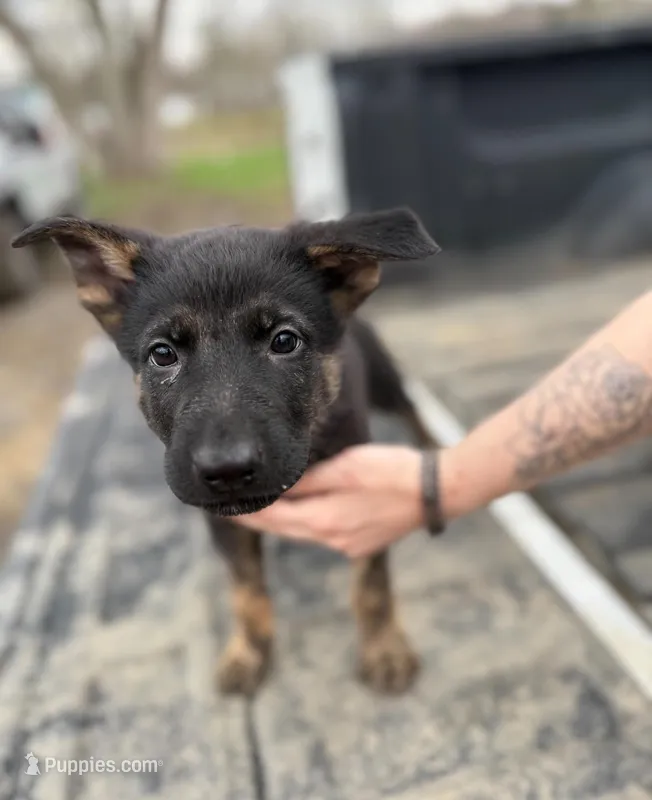 Red Collar Boy – German Shepherd Dog, Dutch Shepherd puppy for sale in Huntsburg, OH